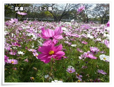 武庫川コスモス園