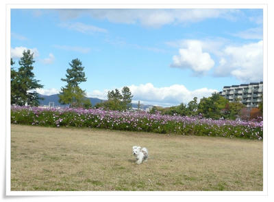 武庫川コスモス園