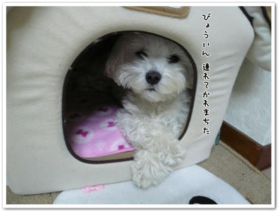 ふわふわ♪まるちーず