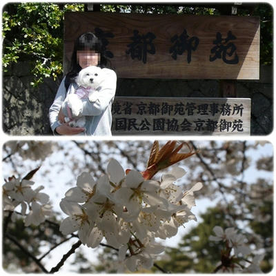 お花見