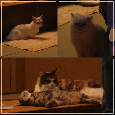 ふわふわ♪まるちーず