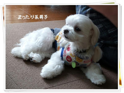 ふわふわ♪まるちーず