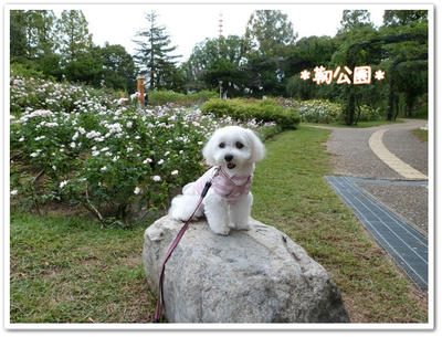 ふわふわ♪まるちーず