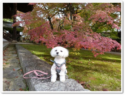 ふわふわ♪まるちーず