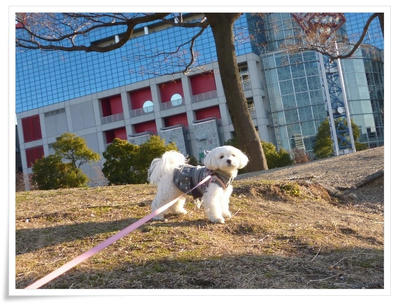 ふわふわ♪まるちーず