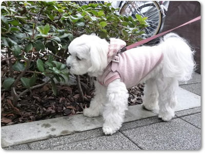 ふわふわ♪まるちーず