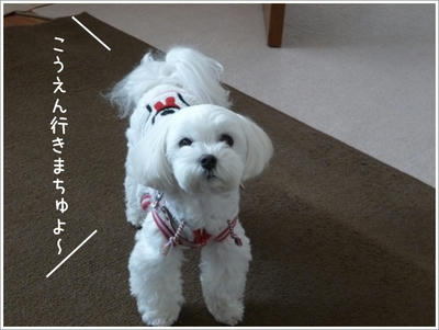 ふわふわ♪まるちーず
