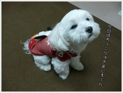 ふわふわ♪まるちーず