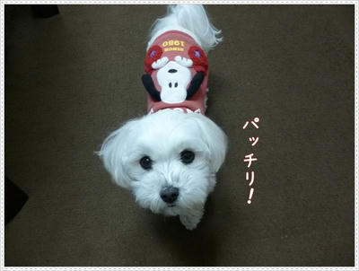 ふわふわ♪まるちーず