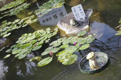 _IGP2008.JPG