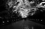 DSC00399.jpg