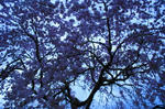 DSC00385.jpg