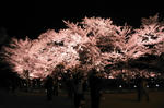 DSC00426.jpg