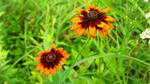 DSC00943.jpg