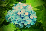 FxCam_1341631006203.jpg