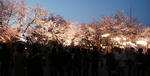 DSC01666.JPG