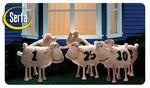 sheeps_image.jpg