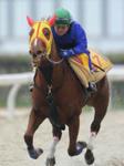20100310-00000050-spn-horse-thum-000.jpg