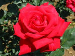 IMG_0345_convert_20090625182354.jpg