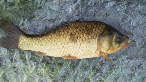 珍しい 鯉と鮒のハーフ コイフナちゃんをゲット 淡水魚釣りを野郎