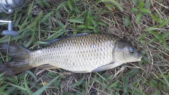 鯉 フナを集中的に釣ってきました 淡水魚釣りを野郎