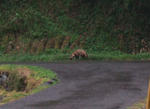 tanuki.jpg