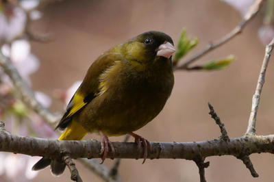 鳴き声 カワラヒワ