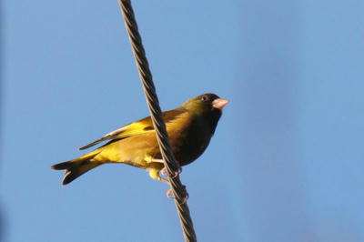 鳴き声 カワラヒワ