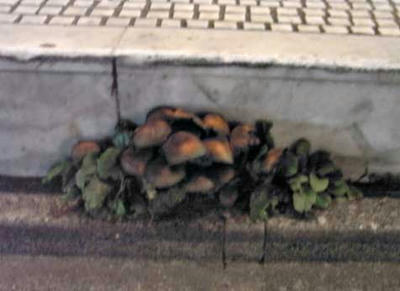 RIMG0173.jpg