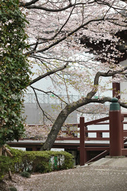 20100410DSC_0564.jpg