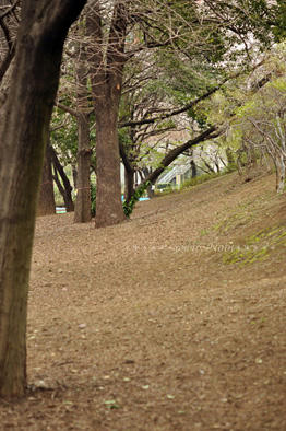 20100410DSC_0570.jpg