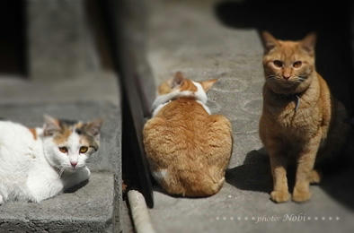 20100410RIMG2423.jpg