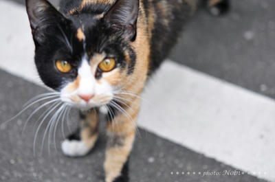 20100410DSC_0583.jpg