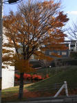 RIMG1093.JPG