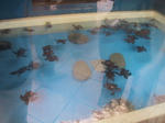 ウミガメ