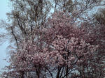 桜写真
