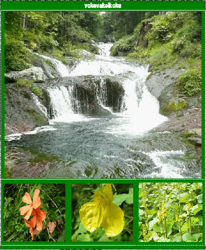 image11.gif