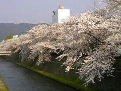 琵琶湖疏水の桜