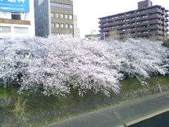 白川の桜