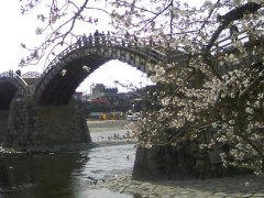 錦帯橋の桜