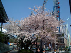 東京ドームと桜