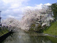 弘前城の桜