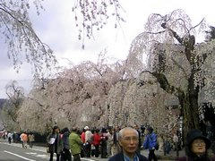 角館武家屋敷の桜