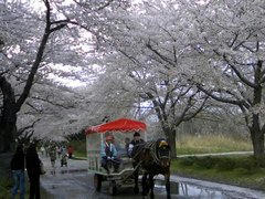 北上展勝地の桜