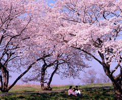 桜の下で