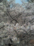 siawasenasakura.jpg