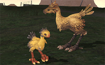Chocobo Meeting