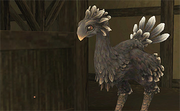 My Chocobo : NovaLune