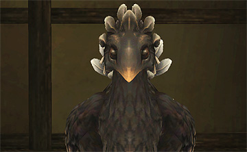 My Chocobo, NovaLune