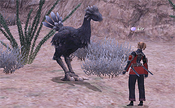 with Lune in Tahrongi